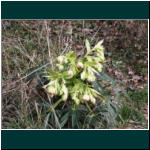 Rheinsteig II 028.jpg